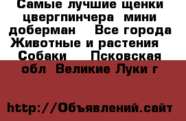 Самые лучшие щенки цвергпинчера (мини доберман) - Все города Животные и растения » Собаки   . Псковская обл.,Великие Луки г.